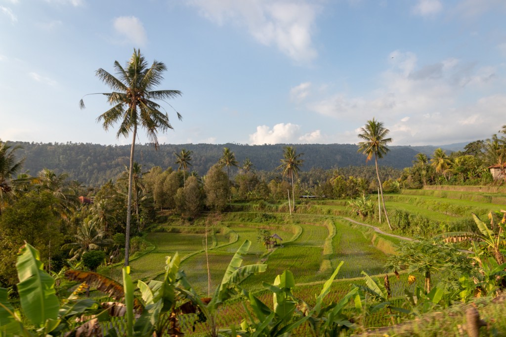 Jatiluwih Rice Terraces