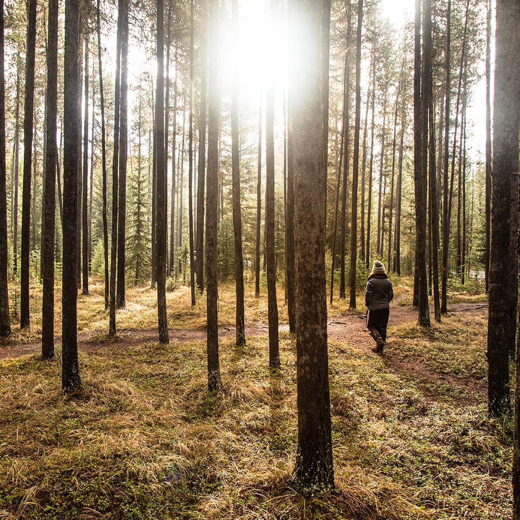 A camper stands within a cluster of tall skinny trees as the sunrise shines through