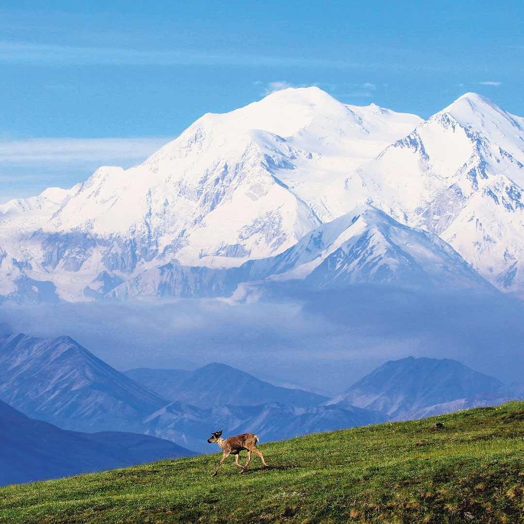 caribou running across green grass in Denali National Park