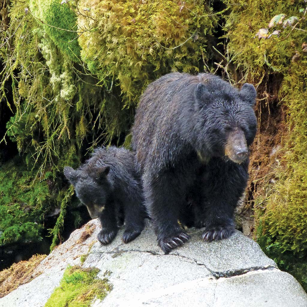 Two black bears atop a rock