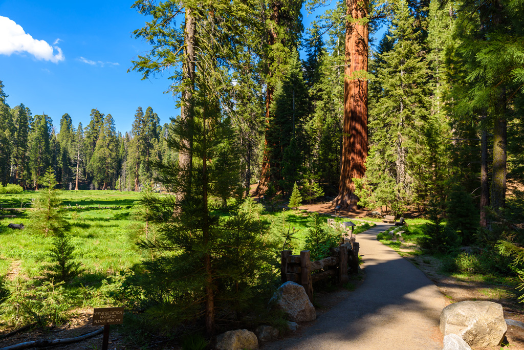 a walkway on the big trees hiking trail