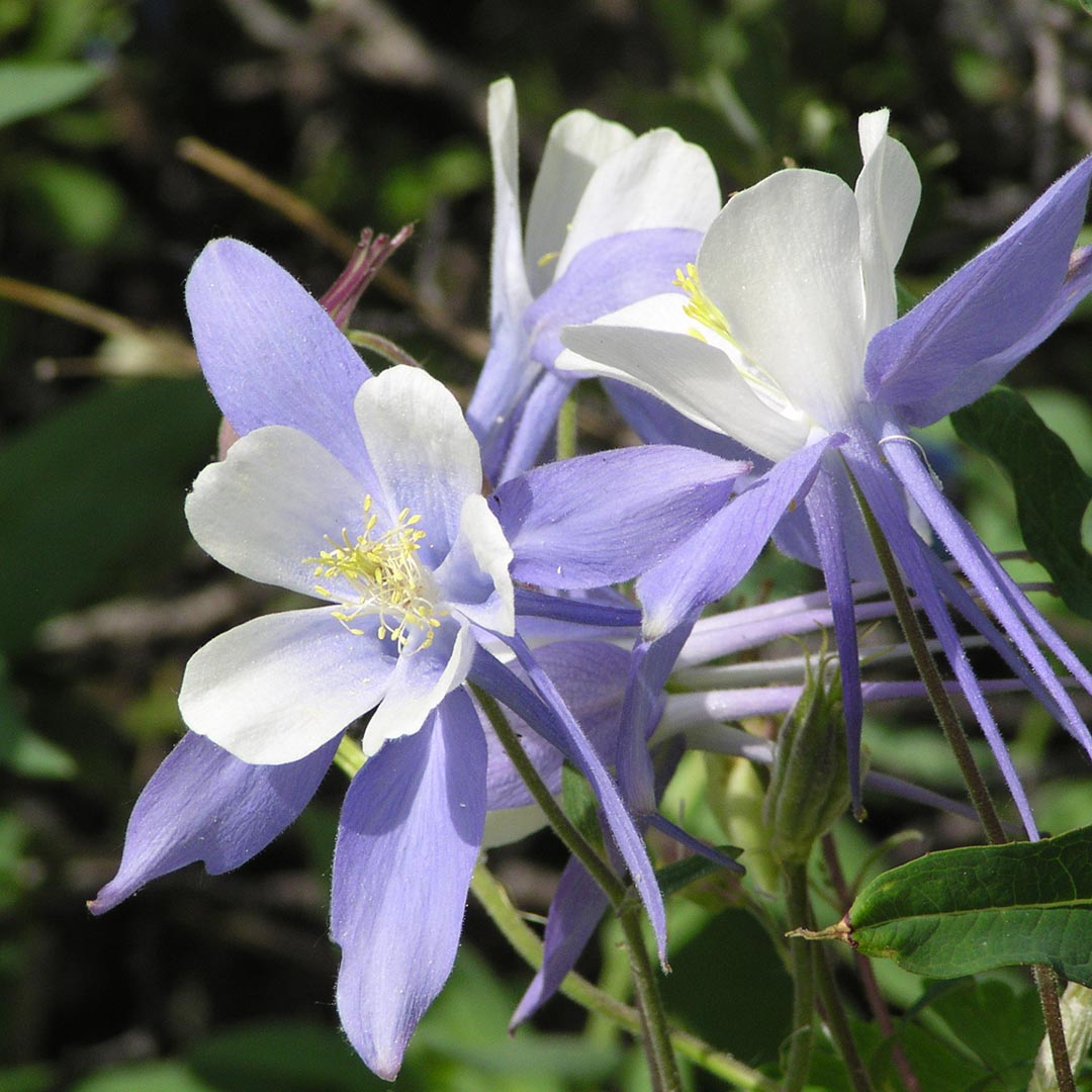 close up shot of blue columbine