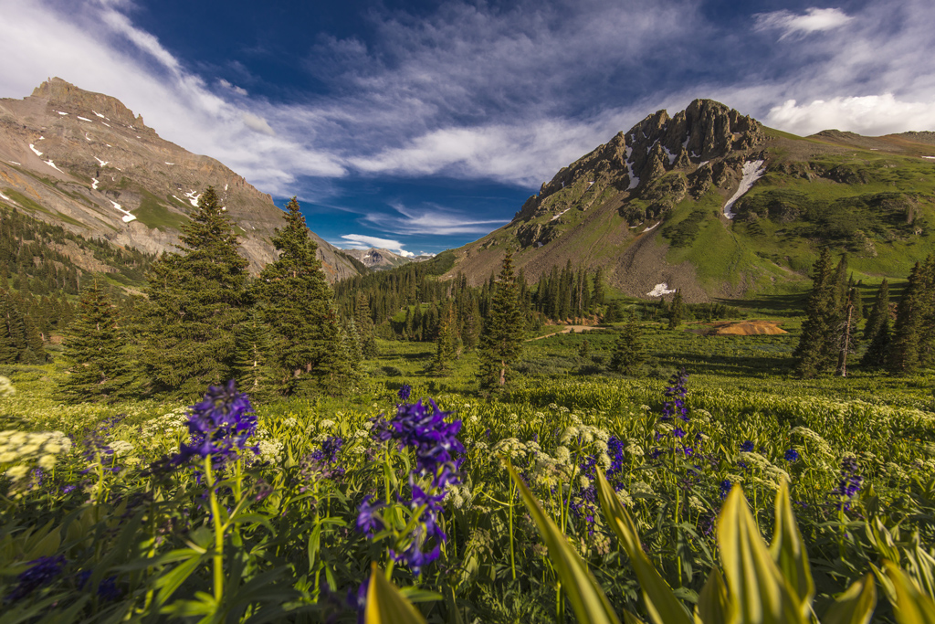  Scenic beauty in summer spring of wildflowers and mountains, in Ouray Colorado