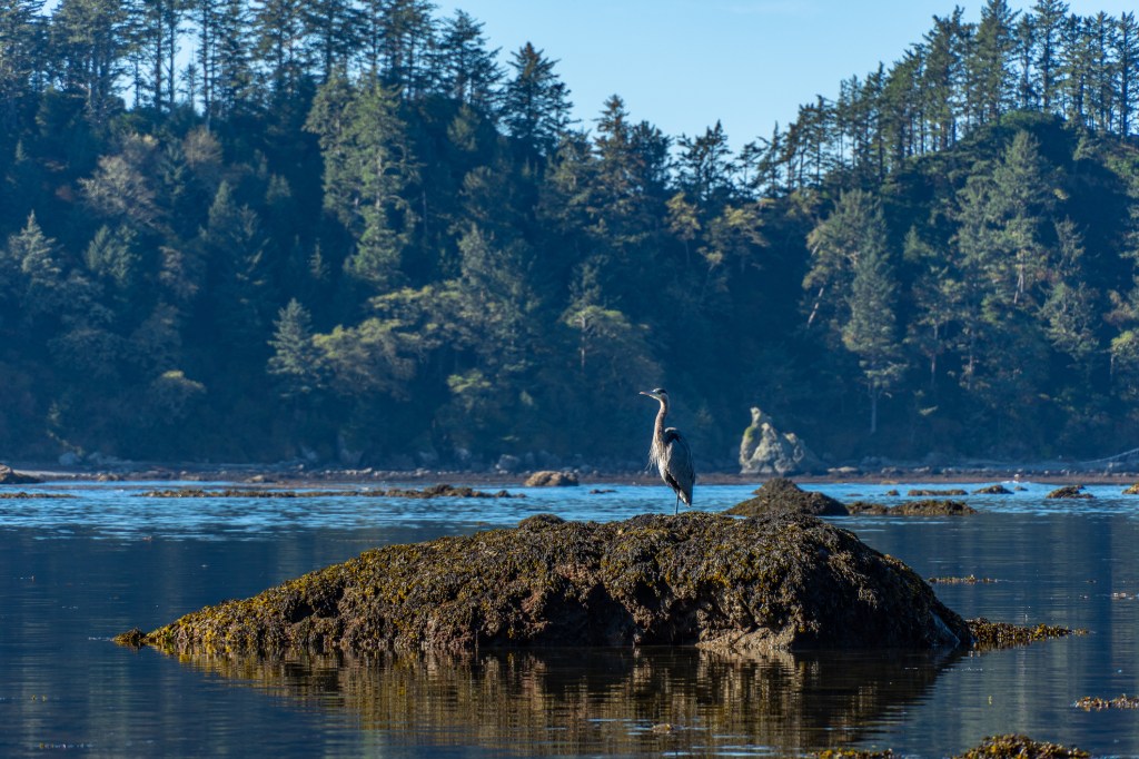 Ozette Look Trail