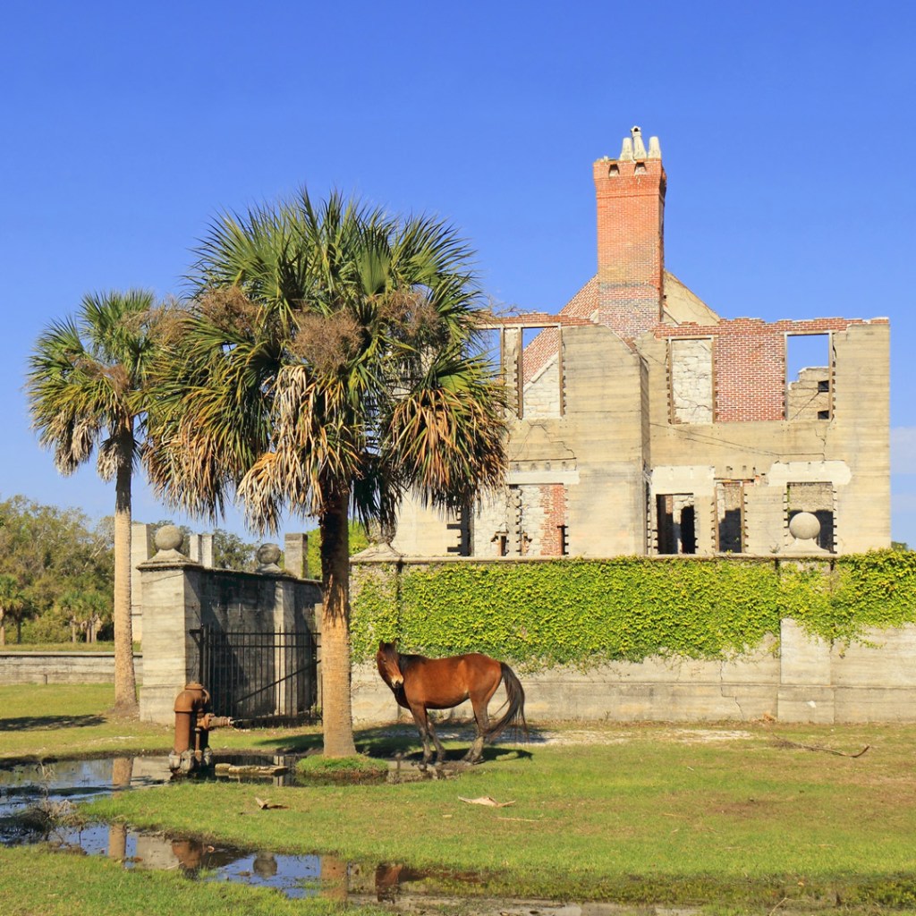 a wild horse near the ruins on Cumberland Island