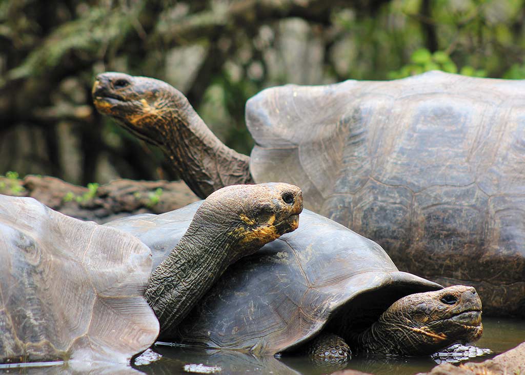 Giant tortoises at La Galapaguera de Cerro Colorado on San Cristóbal. Photo © Lisa Cho.