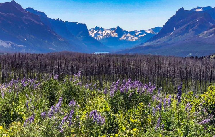 field of purple wildflowers with a background view of glaciers.