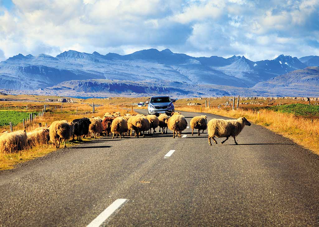 A herd of sheep crossing the Ring Road in southern Iceland