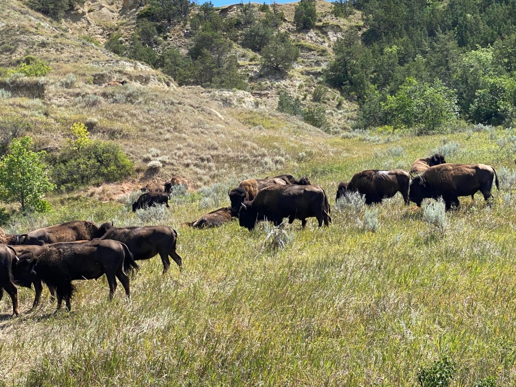 a herd of bison