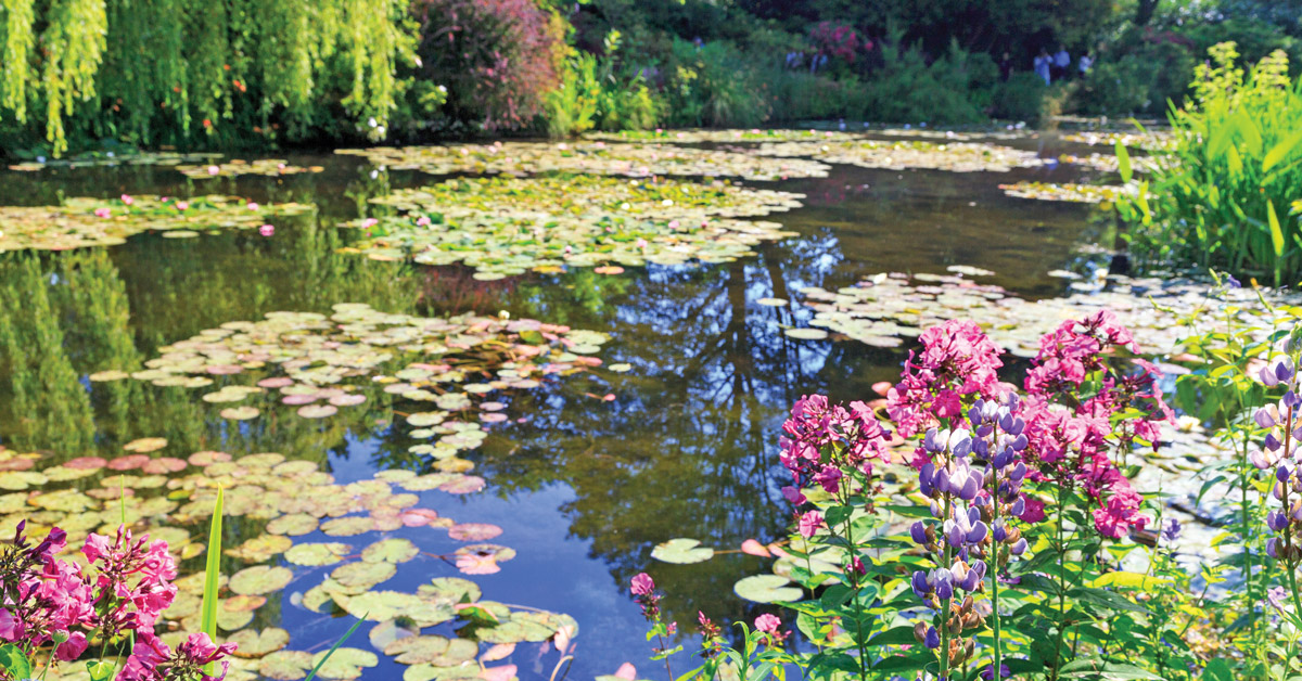 lily pads floating on a pond with floral sprays and tree vines in Normandy