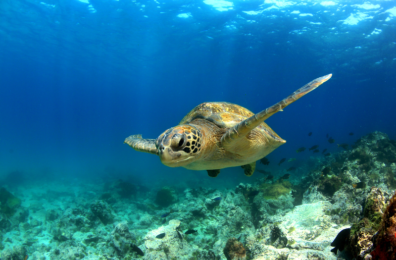 A sea turtle swims through sunlit water above a coral reef.