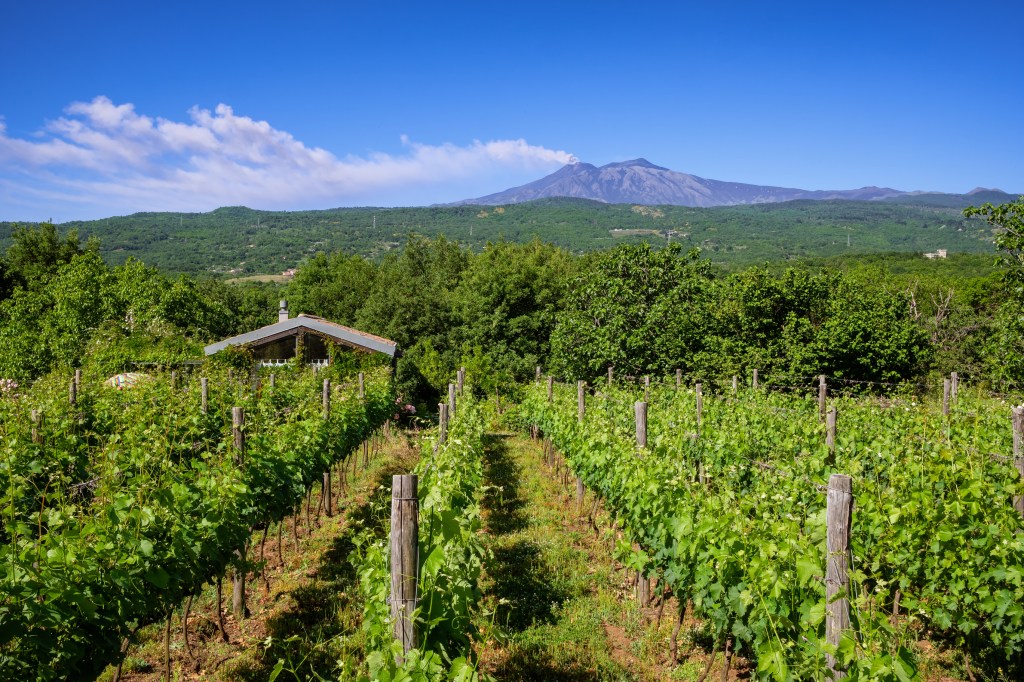 A Sicilian vineyard in the shadow of Mount Etna